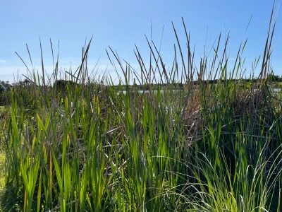 Ngāti Pūkenga Iwi, Ahi Kā, Matatā & Manawahē kāinga