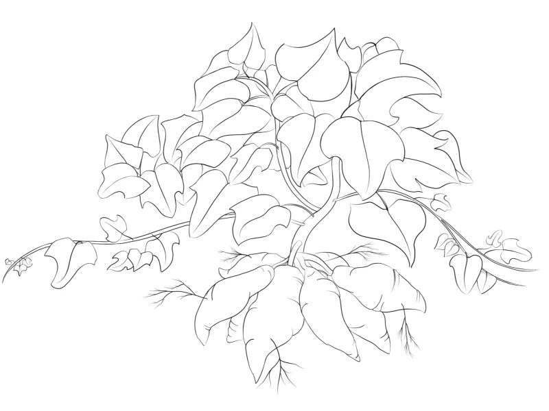 Ngāti Pūkenga Iwi, Tātai Kōrero | Te Tua Whakatere, Hoaki rāua ko Taukata